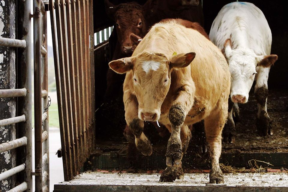 'Total cattle throughput in Department-approved facilities is expected to reach 1.7 million head by the end of 2025, a reduction of 100,000 or 6pc from 2024 levels.'  Photo: John Kelly